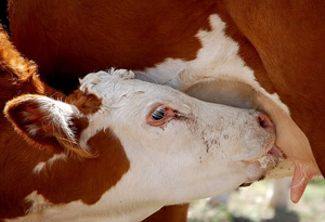 Information about  Life story of Shri Shirdi Sai Baba. Shirdi Sai Baba Satcharitra, Saibaba Satcharitra in telugu, Sai Satcharitra Quotations, Shirdi Sai Baba Miracles and  Sai Baba Puja Prayers